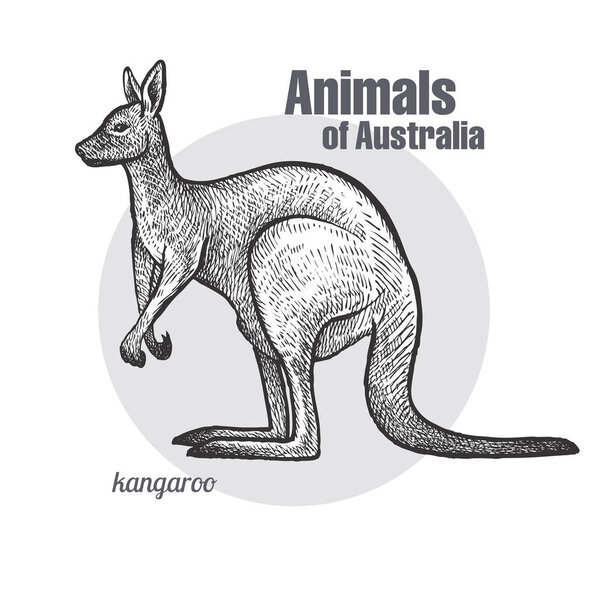 Рисунок кенгуру. Серия Animals of Australia. Винтажный стиль гравировки. Векторное иллюстрационное искусство. Черное и белое. Объект натуралистического эскиза природы
.