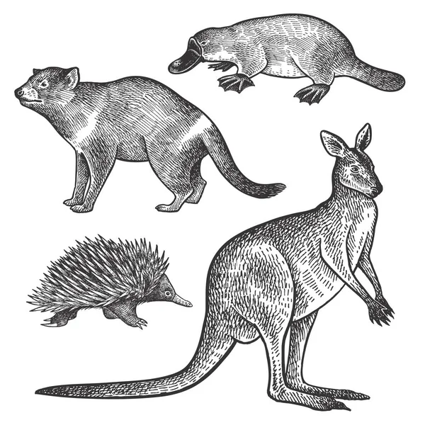 Diable Tasmanie Platypus Wallaby Kangourou Ensemble Dessin Main Echidna Série — Image vectorielle