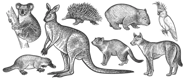 Avustralya'nın hayvanları ayarlandı. Koala ayısı, wombat, echidna, dingo köpek, Tazmanya şeytan, platypus, wallaby veya kanguru, kakadu kuş gerçekçi beyaz arka plan üzerinde izole. Vintage. Vektör. Siyah beyaz