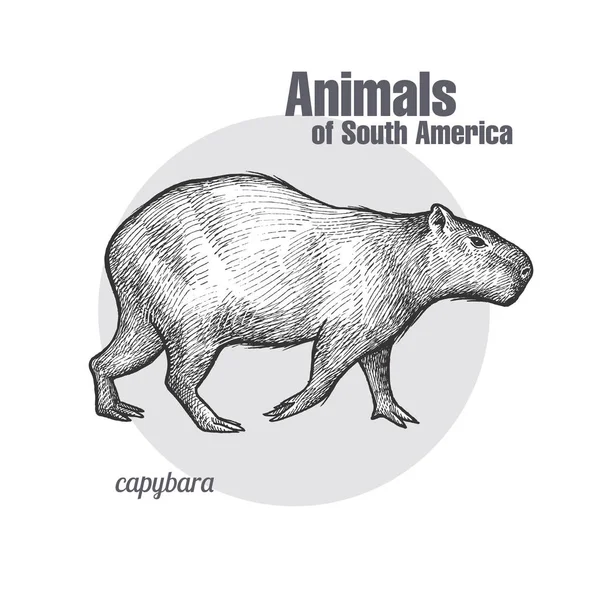 Capivara Ilustração Linear Vetorial Uma Capivara Desenho Animal