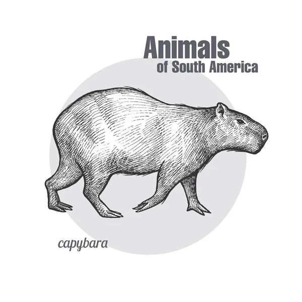 Capybara Çizimi Güney Amerika Serisinin Hayvanları Eski Gravür Stili Vektör — Stok Vektör