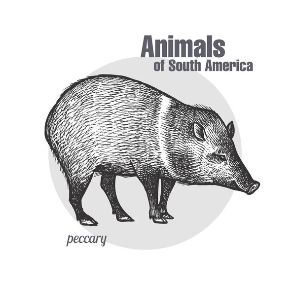 Рисунок грудной рукой. Серия "Животные Южной Америки". Винтажный стиль гравировки. Векторное иллюстрационное искусство. Черное и белое. Объект натуралистического эскиза природы
.