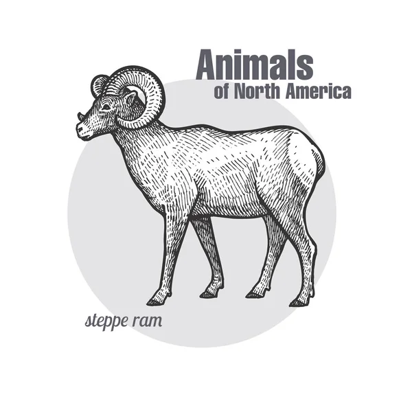 Steppe Ram Hand Drawing Animals North America Series Vintage Engraving — Stock Vector