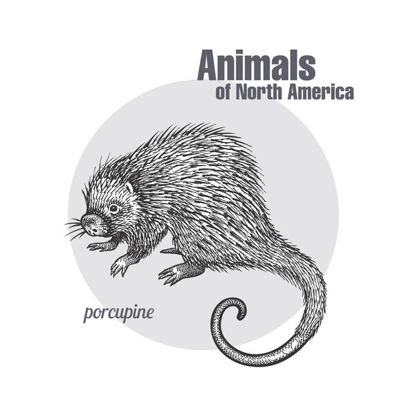Рисунок дикобраза. Серия "Животные Северной Америки". Винтажный стиль гравировки. Векторное иллюстрационное искусство. Черное и белое. Объект натуралистического эскиза природы
.