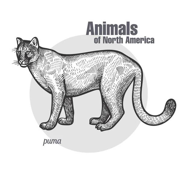 Puma Çizimi Vahşi Yaşam Hayvanlar Kuzey Amerika Serisi Vintage Gravür — Stok Vektör