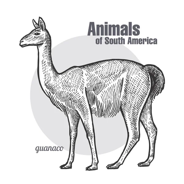 Guanaco 그리기 시리즈의 동물입니다 빈티지 스타일입니다 일러스트 예술입니다 흑인과 백인입니다 — 스톡 벡터