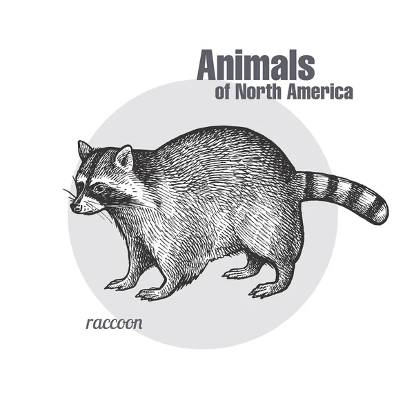 Raton Laveur Dessin Main Faune Série Animaux Amérique Nord Style — Image vectorielle