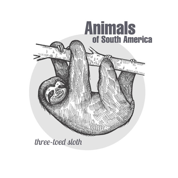 Рисунок ленивца. Серия "Животные Южной Америки". Винтажный стиль гравировки. Векторное иллюстрационное искусство. Черное и белое. Объект натуралистического эскиза природы
.