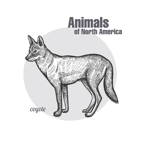 Coyote Χέρι Σχέδιο Ζώα Της Σειράς Βόρεια Αμερική Χαρακτική Vintage — Διανυσματικό Αρχείο