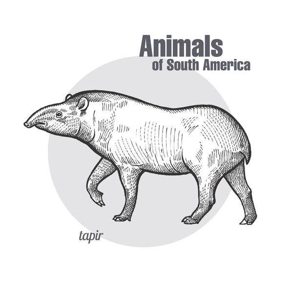 Ручной рисунок Тапира. Серия "Животные Южной Америки". Винтажный стиль гравировки. Векторное иллюстрационное искусство. Черное и белое. Объект натуралистического эскиза природы
.