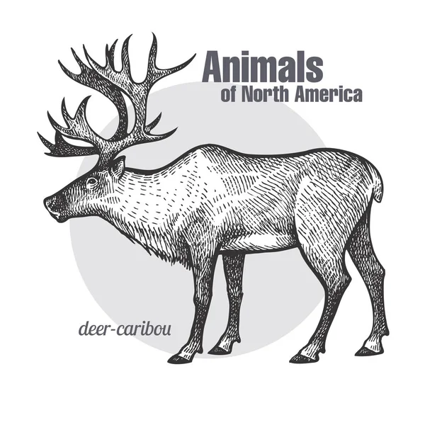 Ciervo Caribú Dibujo Mano Animals North America Series Estilo Grabado — Vector de stock