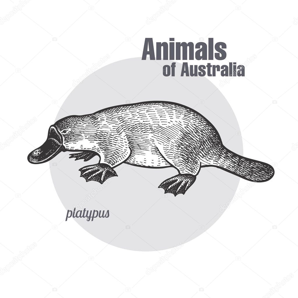 Platypus or duckbill hand drawing. Animals of Australia series. Vintage engraving style. Vector art illustration. Black graphic isolate on white background. The object of a naturalistic sketch.