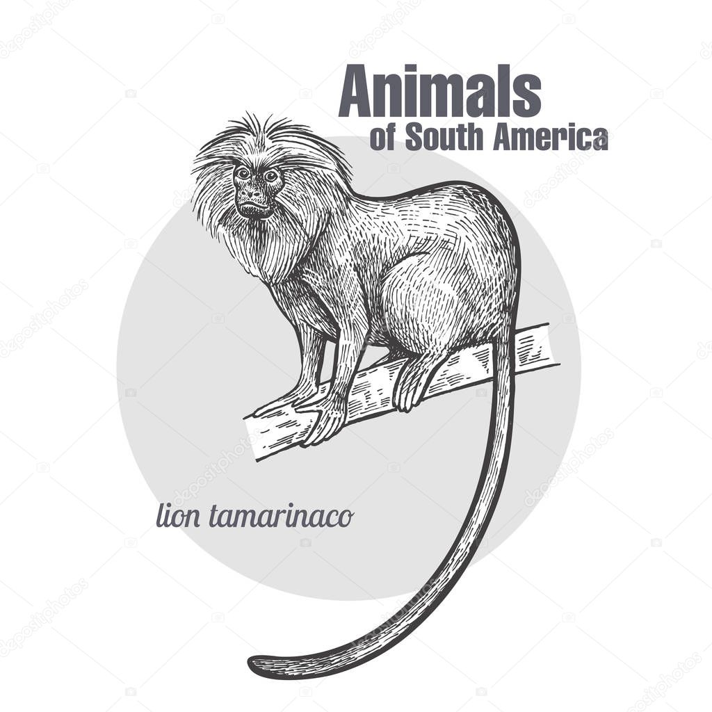 Lion tamarin hand drawing. Animals of South America series. Vintage engraving style. Vector illustration art. Black and white. Object of nature naturalistic sketch.