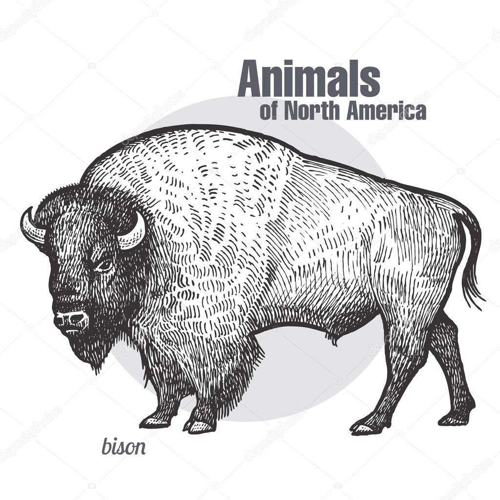 Bison. Hand drawing of wildlife. Animals of North America series. Vintage engraving style. Vector illustration art. Black and white. Isolated object of nature naturalistic sketch. 