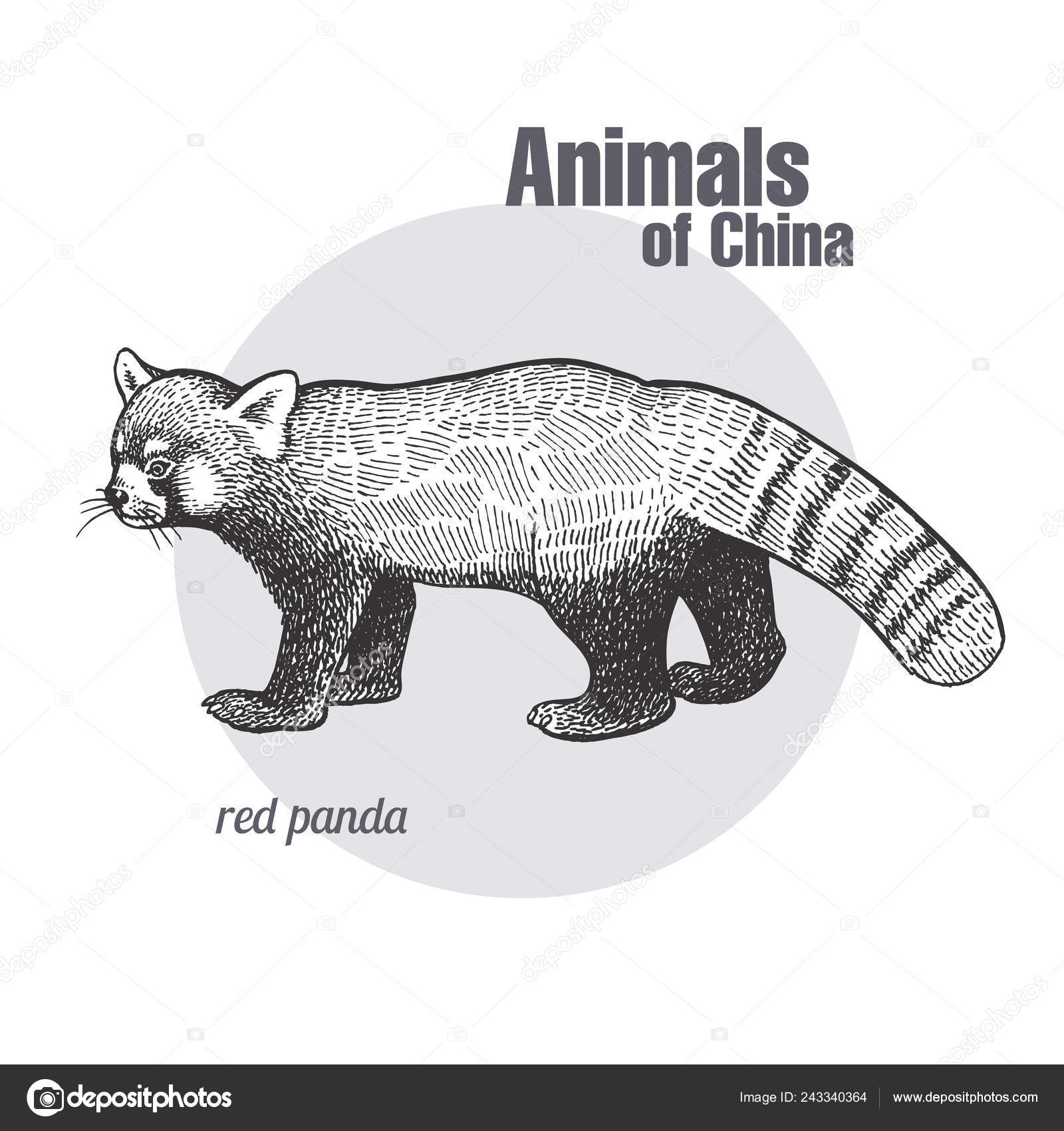 Esboço realista vetorial da figura do panda em ilustração desenhada à mão  de corpo inteiro