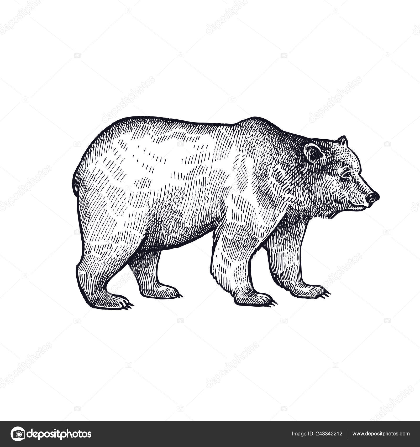 Forest Animal Bear Hand Drawing Sketch Black Ink Isolated White