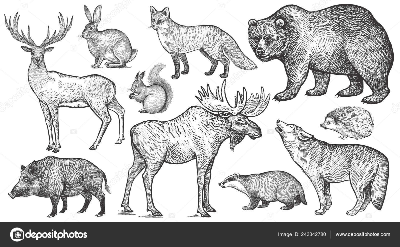 Заяц кабан медведь еж. Дикий еж. Лесные животные рисунки. Заяц кабан медведь еж. Заяц кабан медведь еж.