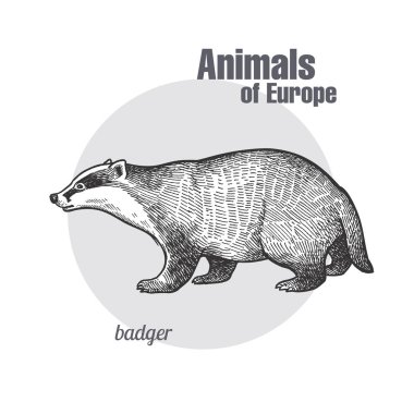 Badger or brock hand drawing. Animals of Europe series. Vintage engraving style. Vector art illustration. Black graphic isolate on white background. The object of naturalistic sketch. Object wildlife clipart
