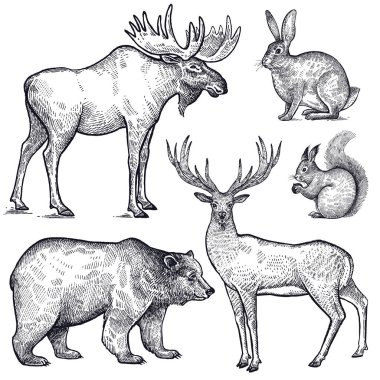 Orman hayvanları ayarlayın. El çizimi izole beyaz arka plan üzerinde siyah mürekkep kroki. Vektör sanat çizim. Vintage gravür tarzı. Doğa nesneleri geyik, geyik, ayı, tavşan, sincap. Yaban hayatı memeliler.