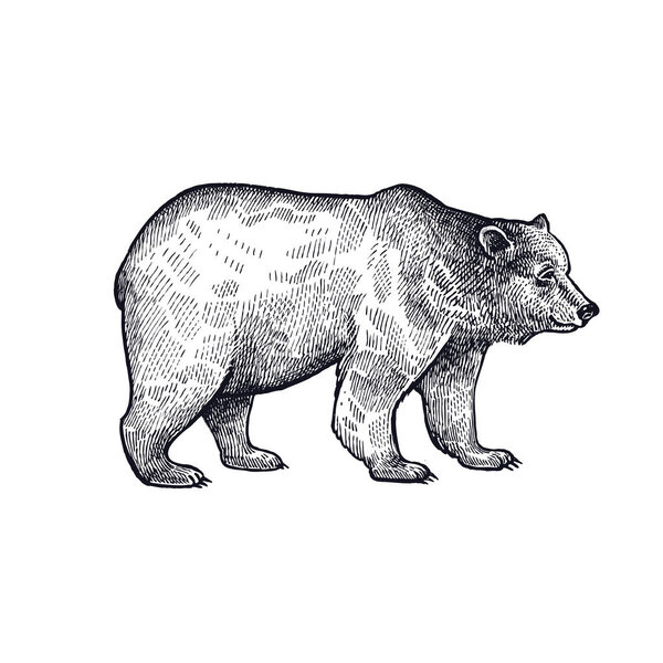 Лесной медведь. Ручной рисунок черные чернила изолированы на белом фоне. Векторная иллюстрация. Винтажный стиль гравировки. Объекты природы млекопитающих
.