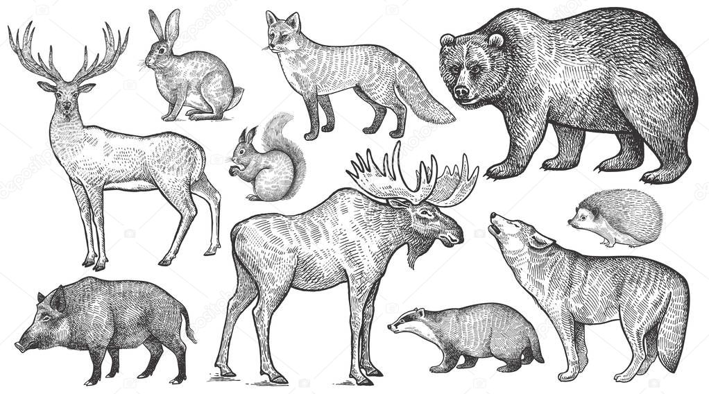 Animals of Europe set. Wolf, badger, hedgehog, fox, moose, deer, bear, rabbit, squirrel, boar isolated. Black and white. Vector art illustration. Wildlife mammals. Nature objects. Vintage engraving.