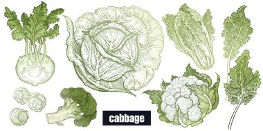 Çeşitli lahana seti. Beyaz lahana, brokoli, Brüksel lahanası, karnabahar, Çin lahanası, kohlrabi, yaprak lahana. El çizim krokisi. Yeşil ve beyaz. Vektör illüstrasyon sanatı. Vintage gravür.