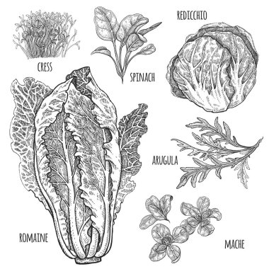 Marul ayarlayın. Romaine, redicchio, mache, ıspanak, tere, roka. Vintage vektör çizim. Çizim tarzı vintage oyma el. Siyah ve beyaz. Menü, yemek tarifleri, mutfak öğeleri dekorasyon oluşturmak için.