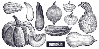 Çeşitli kabak. Chayote, kabak, kabak, Hubbard squash, Bush kabak, Crookneck, Butternut. El çizimi. Vektör sanat çizim. Siyah ve beyaz. Vintage oyma sebze. Mutfak tasarımı