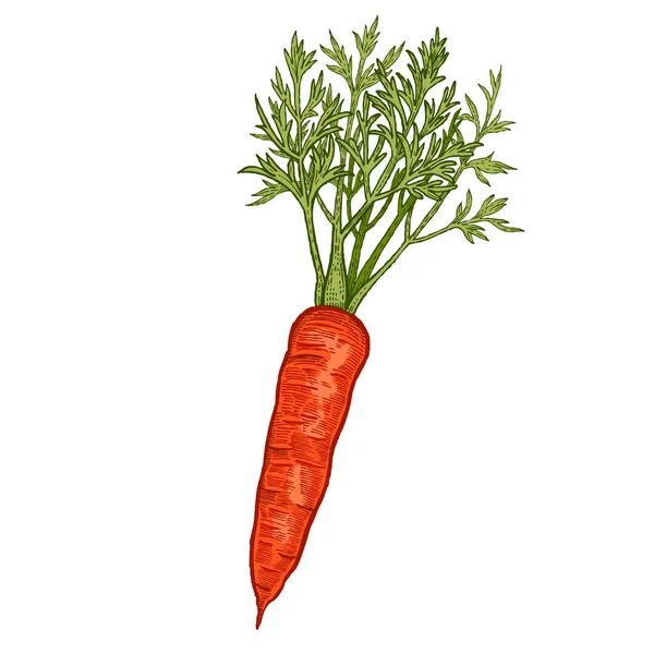 Овощи Морковь Векторная Иллюстрация Цвет Ручной Работы Изолирован Белом Фоне — стоковый вектор