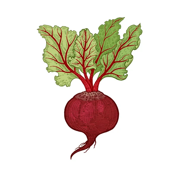 Sayuran Beets Vektor Ilustrasi Warna Gambar Tangan Diisolasi Pada Latar - Stok Vektor