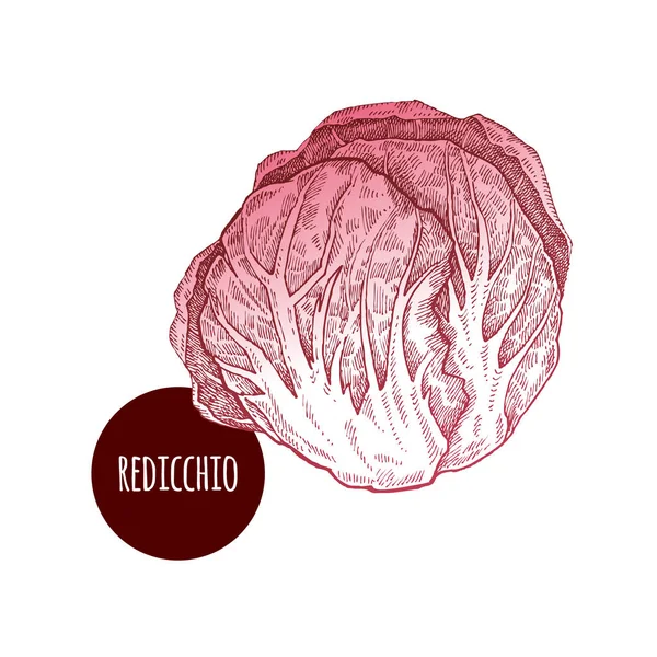 Redicchio입니다 배경에 식물입니다 일러스트입니다 드로잉 스타일 빈티지 조각입니다 녹지에 요리법 — 스톡 벡터