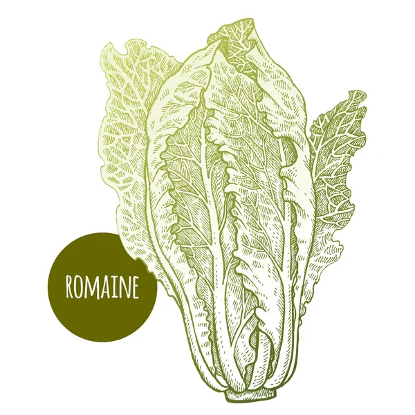 Alface Romaine Planta Isolada Sobre Fundo Branco Ilustração Vetorial Estilo —  Vetores de Stock