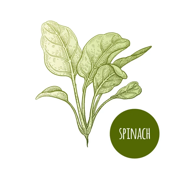 Espinacas Lechuga Planta Aislada Sobre Fondo Blanco Ilustración Vectorial Estilo — Archivo Imágenes Vectoriales