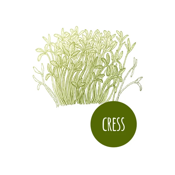 レタス クレス 植物は 白い背景で隔離 ベクトルの図 手書きスタイルのビンテージ彫刻 レシピ キッチン アイテムを飾るメニューを作成します ヴィンテージ — ストックベクタ