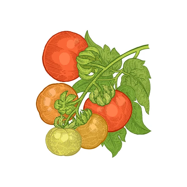 Verduras Tomate Ilustración Vectorial Color Dibujo Mano Aislado Sobre Fondo — Archivo Imágenes Vectoriales