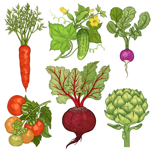 野菜セット キュウリ トマト にんじん ビート アーティチョーク ベクトルイラスト 白い背景に分離された手描きの色 — ストックベクタ