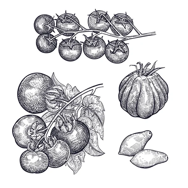 Tomates Listos Dibujo Mano Verduras Ilustración Arte Vectorial Imagen Aislada — Vector de stock