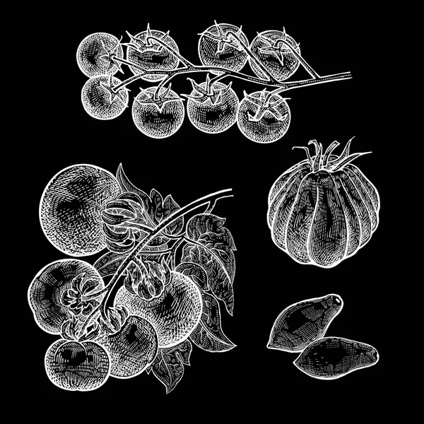 Tomates Prêtes Dessin Main Légumes Illustration Art Vectoriel Image Isolée — Image vectorielle