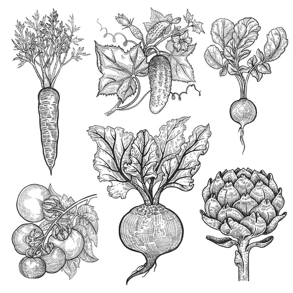 Zöldség Uborka Paradicsom Retek Sárgarépa Cékla Articsóka Vektoros Illusztráció Kézzel — Stock Vector