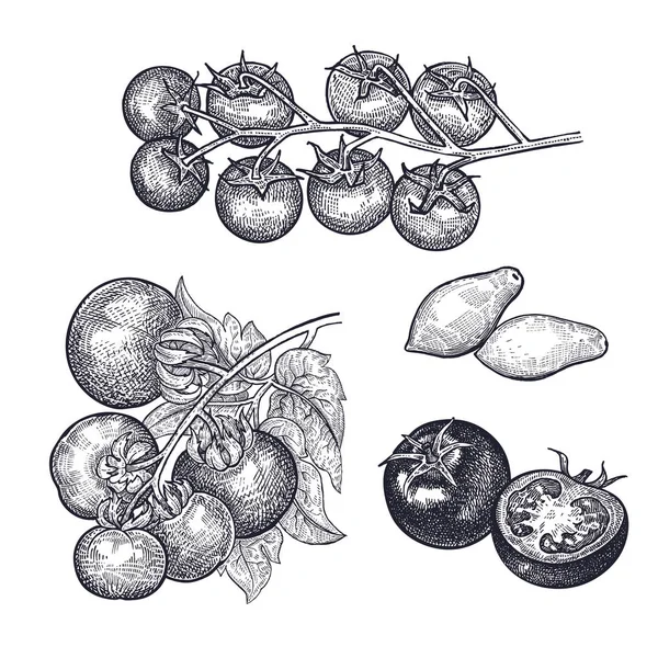Ορίστε Τις Ντομάτες Στο Χέρι Σχέδιο Του Λαχανικού Εικονογράφηση Διάνυσμα — Διανυσματικό Αρχείο