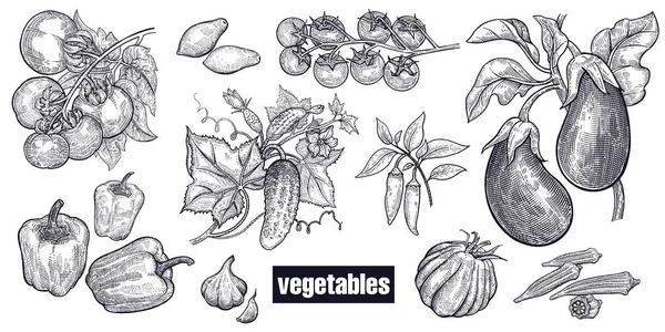 Verschillende Groenten Set Tomaten Komkommers Aubergines Paprika Cayennepeper Knoflook Okra — Stockvector