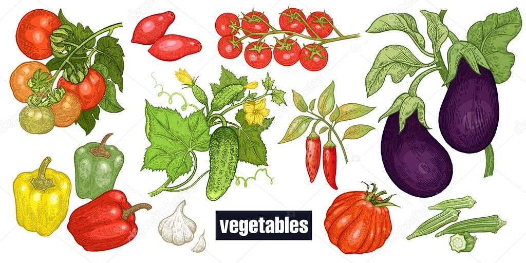 Various vegetables set. Tomatoes, cucumbers, eggplants, peppers, cayenne pepper, garlic, okra, cherry tomatoes. Hand drawing sketch. Red, green and white. Vector illustration art. Vintage engraving.