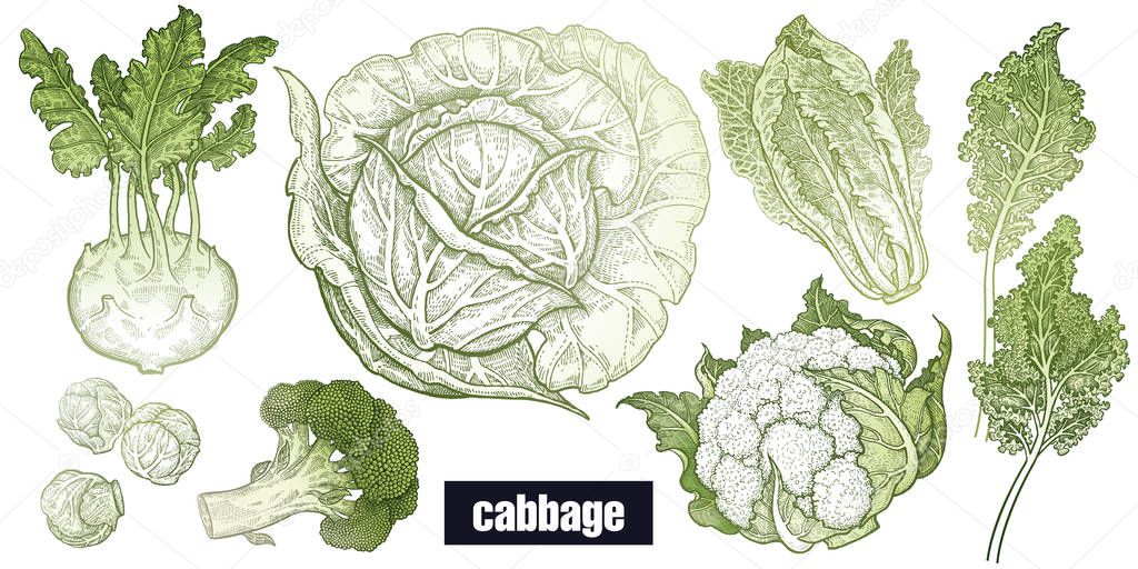 Various cabbage set. White cabbage, broccoli, Brussels sprouts, cauliflower, Chinese cabbage, kohlrabi, leaf cabbage. Hand drawing sketch. Green and white. Vector illustration art. Vintage engraving.