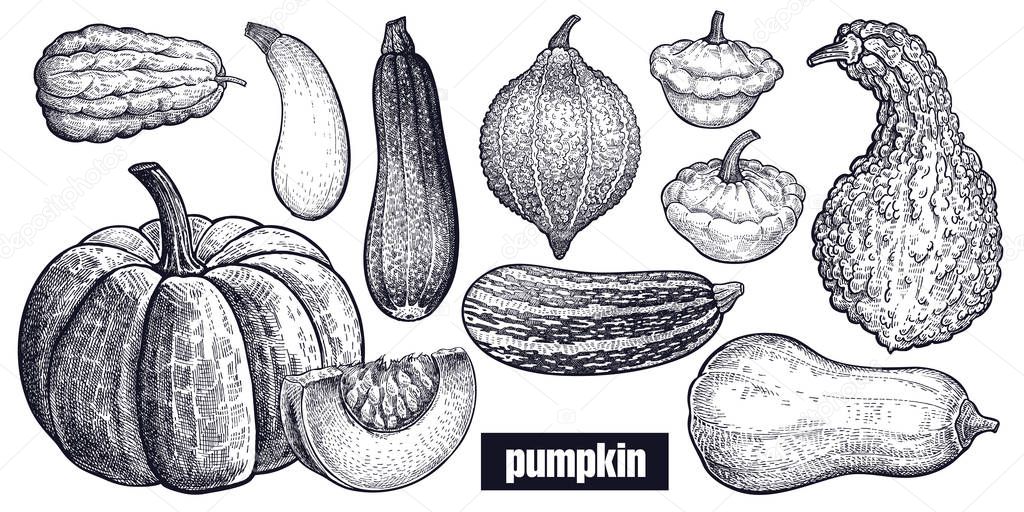 Various of Pumpkin. Chayote, Squash, Zucchini, Hubbard squash, Bush pumpkin, Crookneck, Butternut. Hand drawing. Vector art illustration. Black and white. Vintage engraving vegetables. Kitchen design