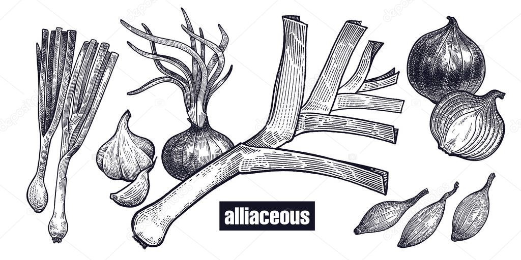 Onion, shallot, leek set. Plants isolated. Vegetarian food for design menu, recipes, decoration kitchen items. White and black. Vector illustration art. Hand drawing of vegetables. Vintage engraving.
