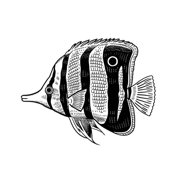 Pesce Corallo Decorativo Isolato Sfondo Bianco Illustrazione Vettoriale Art Animale — Vettoriale Stock