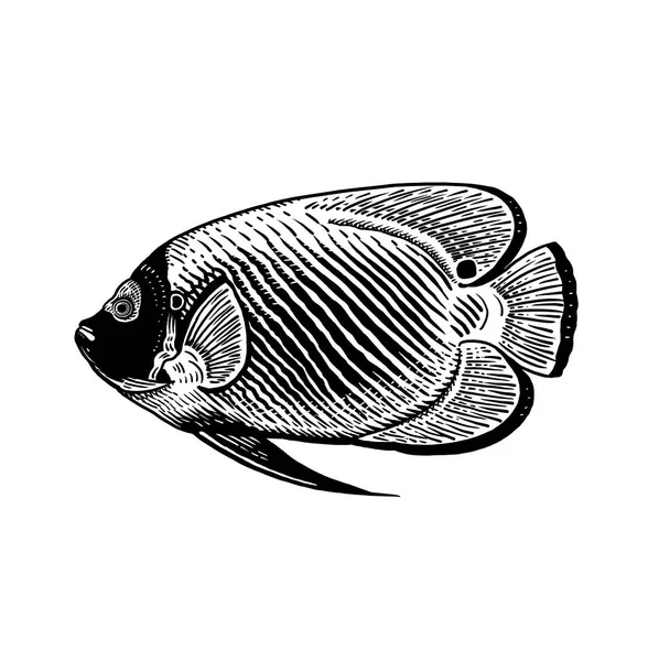 Pesce Corallo Decorativo Isolato Sfondo Bianco Illustrazione Vettoriale Art Animale — Vettoriale Stock