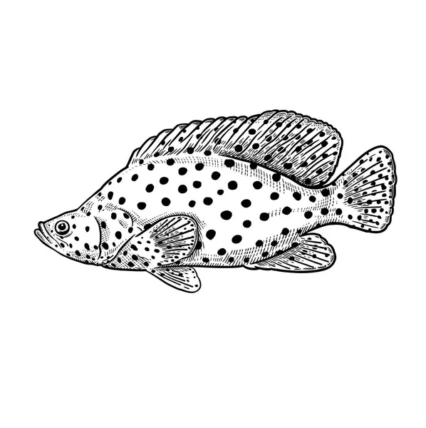 Dekorativní Korálové Ryby Izolované Bílém Pozadí Vektorové Ilustrace Umění Zvíře — Stockový vektor