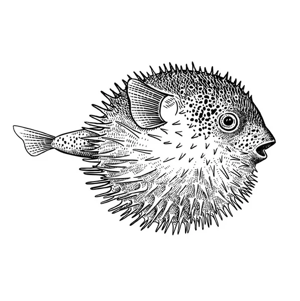Рибний Їжак Ізольований Білому Тлі Векторні Ілюстрації Мистецтва Тварина Підводного — стоковий вектор