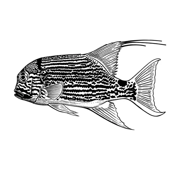 Coral Διακοσμητικά Ψάρια Απομονωθεί Λευκό Φόντο Vector Εικονογράφηση Τέχνη Ζώο — Διανυσματικό Αρχείο
